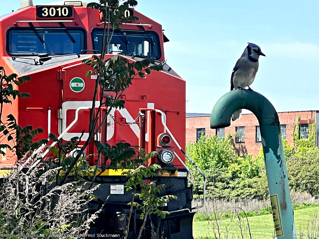 CN 3010 watches the Blue Jay.